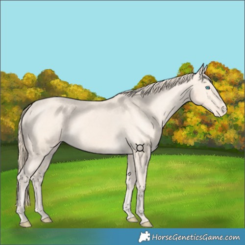 Horse Color:Perlino Varnish