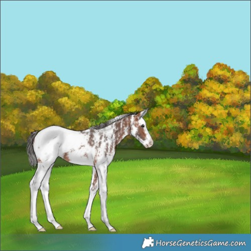 Horse Color:Bay Sabino Splash Appaloosa 