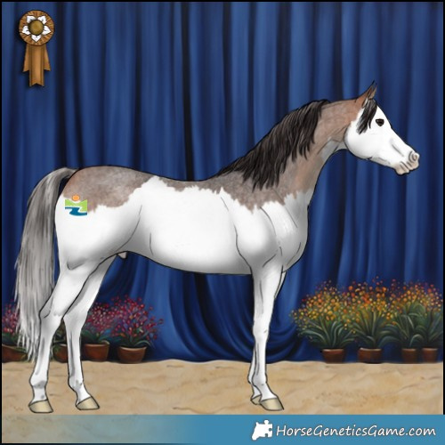 Horse Color:Bay Roan Splash Rabicano 