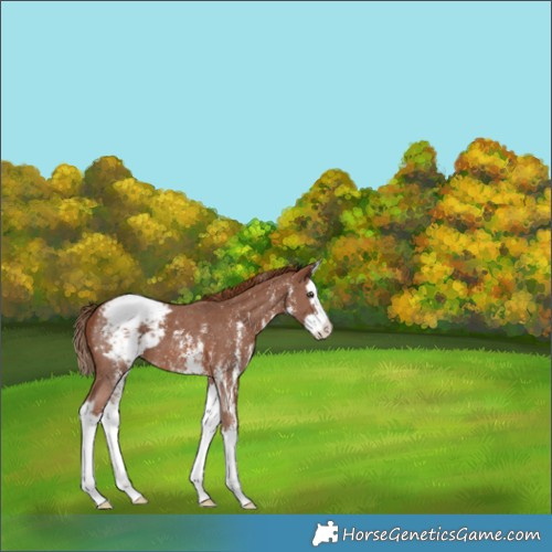 Horse Color:Chestnut Sabino Splash Appaloosa 