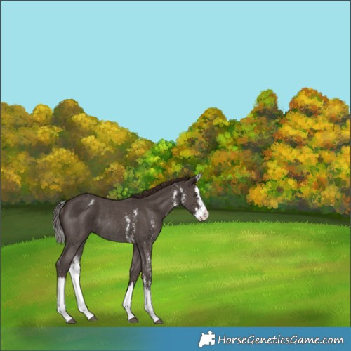 Horse Color:Liver Chestnut Sabino Splash Appaloosa Rabicano 