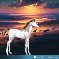 Horse Color:Red Roan Splash Appaloosa