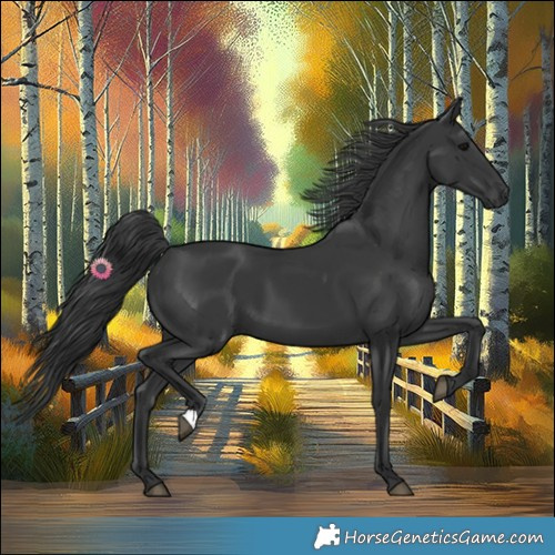 Horse Color:Black 