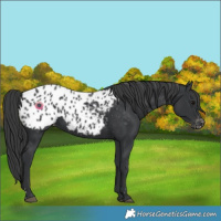 Horse Color:Black Blanket 