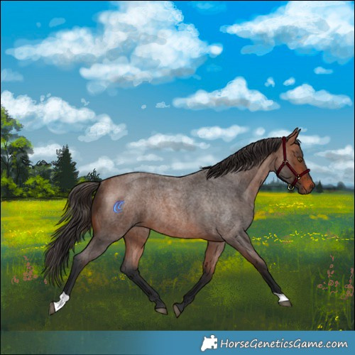Horse Color:Bay Roan Rabicano 
