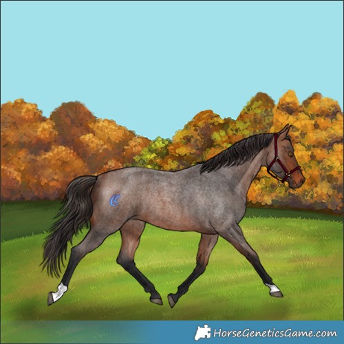 Horse Color:Bay Roan Rabicano 