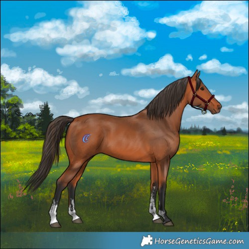 Horse Color:Bay Sabino 