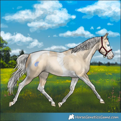 Horse Color:Silver Buckskin Pearl Dun Splash Tobiano Rabicano 