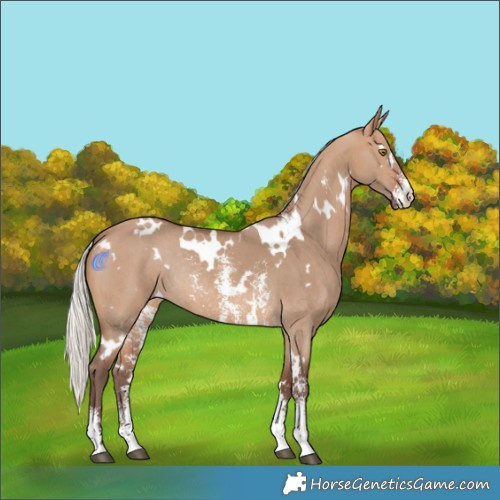 Horse Color:White Spotted Silver Brown Dun Sabino Rabicano