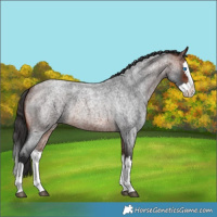 Horse Color:Bay Roan Splash 
