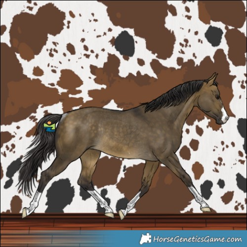 Horse Color:Buckskin Dun Rabicano 