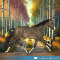 Horse Color:Buckskin Dun Rabicano 