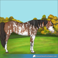 Horse Color:Bay Sabino 