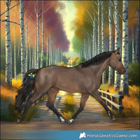 Horse Color:Bay Dun Rabicano