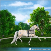 Horse Color:Silver Smoky Black Pearl Merle Sabino Tobiano 