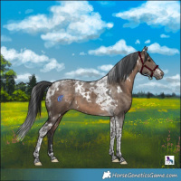 Horse Color:White Spotted Brown Dun Tobiano 