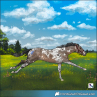 Horse Color:White Spotted Brown Dun Tobiano