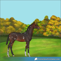 Horse Color:White Spotted Bay Tobiano