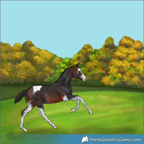 Horse Color:Brown Sabino Tobiano 