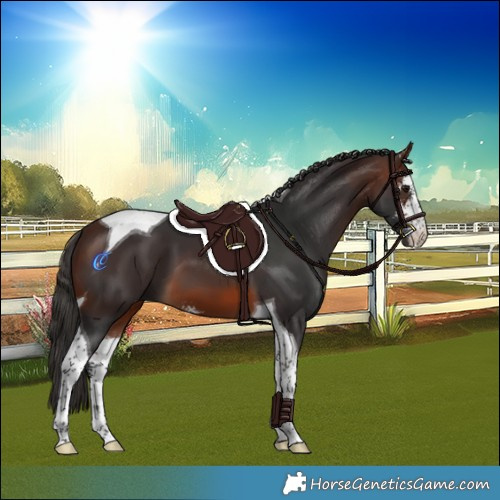 Horse Color:Brown Sabino Tobiano