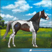 Horse Color:Brown Splash Tobiano 