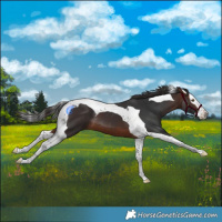 Horse Color:Brown Splash Tobiano 