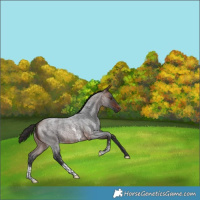 Horse Color:Brown Roan Sabino Rabicano