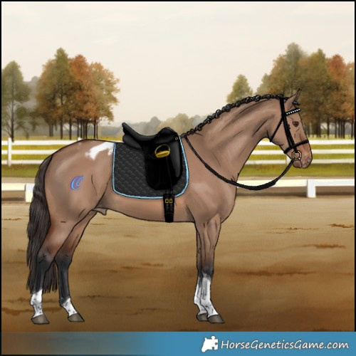 Horse Color:Brown Dun Tobiano Appaloosa Rabicano 