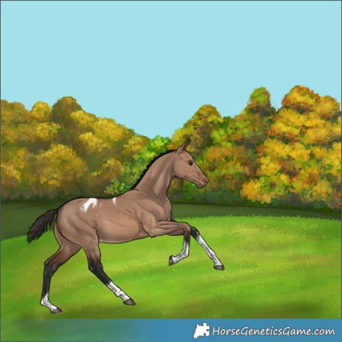 Horse Color:Brown Dun Tobiano Appaloosa Rabicano 