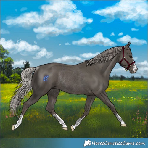 Horse Color:Silver Black Rabicano 