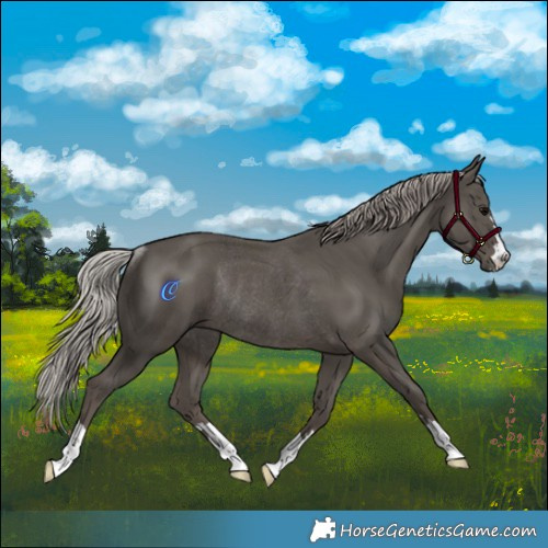 Horse Color:Silver Black Rabicano 