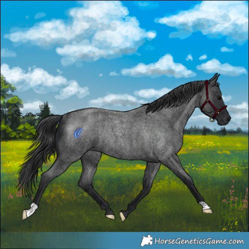 Horse Color:Blue Roan Rabicano 