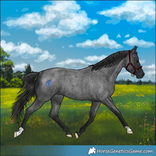 Horse Color:Blue Roan Rabicano 