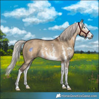 Horse Color:Gray Silver Bay Dun Sabino Splash 