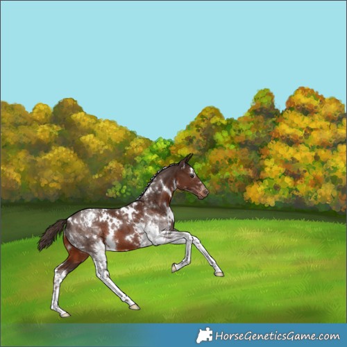 Horse Color:White Spotted Liver Chestnut Tobiano 