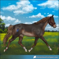 Horse Color:Liver Chestnut 