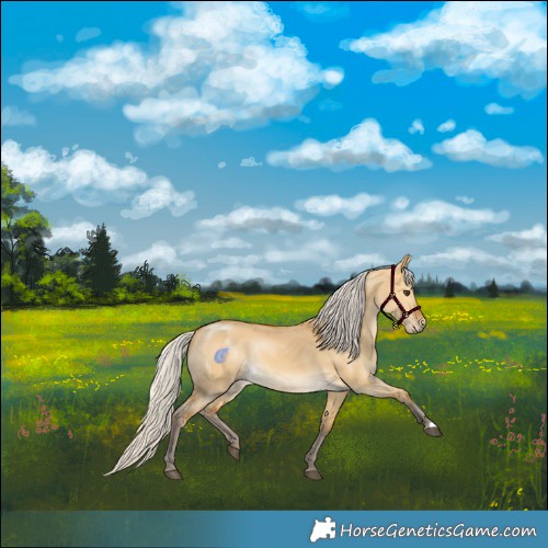 Horse Color:Silver Buckskin Dun Rabicano 