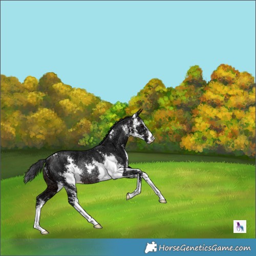 Horse Color:Brown Ice Mushroom Sabino Rabicano 