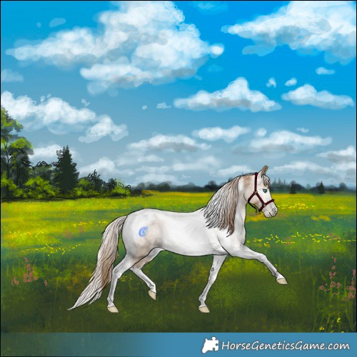 Horse Color:Gray Smoky Black Pearl Tobiano 