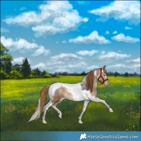 Horse Color:Gray Smoky Black Pearl Tobiano 