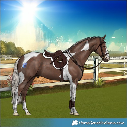 Horse Color:Silver Black Tobiano 