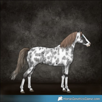 Horse Color:Liver Red Roan Splash Appaloosa 