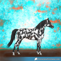 Horse Color:Brown Appaloosa 