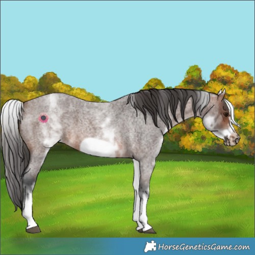 Horse Color:White Spotted Brown Roan Frame