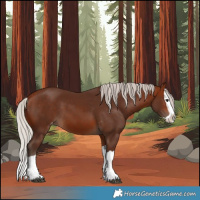 Horse Color:Silver Bay Splash Skewed Appaloosa