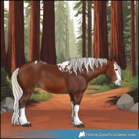 Horse Color:Silver Bay Splash Skewed Appaloosa 