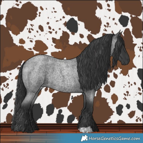 Horse Color:Blue Roan 