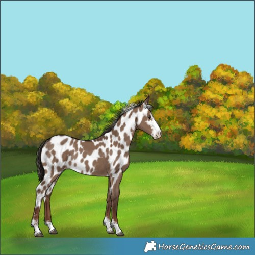 Horse Color:Liver Red Dun Sabino Skewed Appaloosa Rabicano 