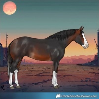 Horse Color:Bay Splash 