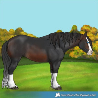 Horse Color:Brown Splash 